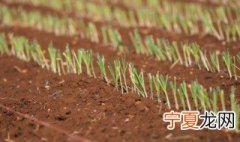 韭菜的移栽方法和时间 韭菜移栽时间和方法