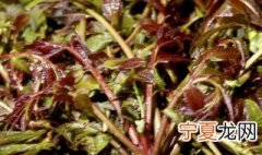 储存香椿有什么方法 储存香椿的方法