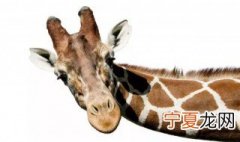 什么动物天生就是高血压 天生就是高血压的动物有哪些