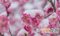 梅花是什么季节开 菊花梅花是什么季节开