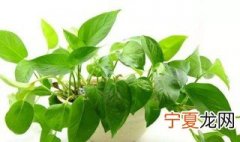 绿萝如何让叶子油绿 让绿萝叶子绿油油的方法介绍