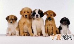 如何纠正狗狗不吃狗粮 有什么改善的技巧