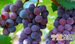 葡萄放冰箱能保存多久 葡萄怎么保存