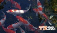 养锦鲤鱼方法 鲤鱼怎样养