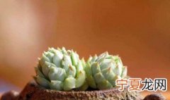 拍摄多肉技巧 多肉怎么拍好看