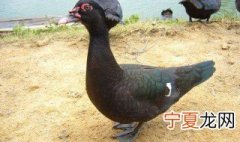 泥鸭养殖方法 泥鸭怎么养殖