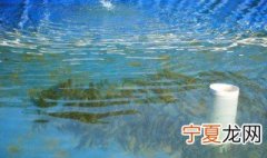 池里养鱼方法 有什么养鱼的技巧