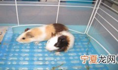 豚鼠怎么养 养豚鼠方法