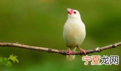 文鸟怎么养 文鸟养殖方法