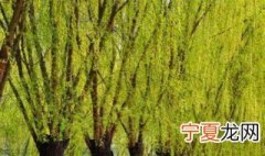 杨柳木命是木命吗 杨柳木命忌什么