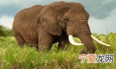 如何保护野生动物 保护野生动物的方法