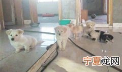 一个月的小土狗怎么养 养一个月的小土狗方法