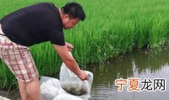 人工养泥鳅怎么养殖 人工养泥鳅的方法
