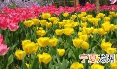 郁金香的种球怎么保存 郁金香的种球保存方法介绍