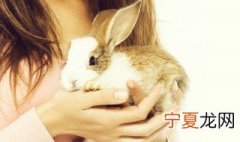 兔子的特征 兔子的特征是什么