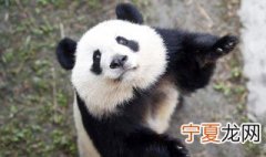 熊猫的特点和生活特征 熊猫的特点和生活特征大详解