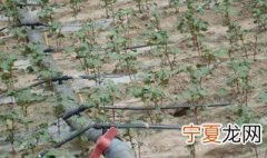 辣椒滴灌安装方法 滴管安装步骤