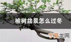 榆树过冬的方法 榆树盆景怎么过冬