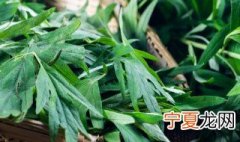 艾草长在什么地方驱蚊虫 艾草驱蚊驱虫吗