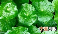 铜钱草的种子可以种在水里吗 铜钱草的种子直接放水里可以养吗