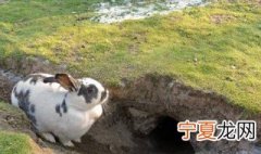 捉山兔技巧 兔子介绍