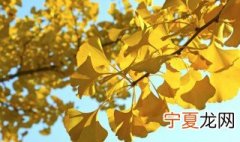 卧室可以摆放银杏树制作的盆景吗 卧室可以摆放银杏树制作的盆景吗