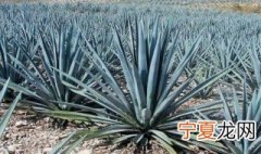 龙舌兰适合放在卧室吗 龙舌兰能放在卧室吗