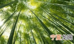 竹炭粉是什么做的 竹炭粉是什么做
