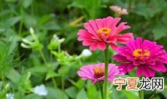 百日菊修剪方法 修剪的方法介绍