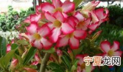 哪种花不适合在室内养 不适合在室内养的花有哪些