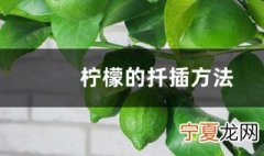 柠檬扦插技巧 柠檬的扦插方法介绍