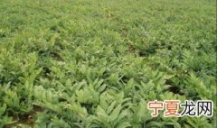 黄精种植方法 黄精如何种植