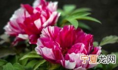 牡丹养殖方法和注意事项 牡丹养殖方法和注意事项有什么