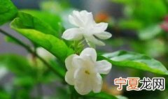 茉莉繁殖最简单的方法 茉莉怎么繁殖