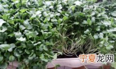 萝卜芽苗菜怎么种植 萝卜苗芽苗菜怎么种植