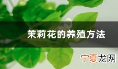 茉莉花的养护方法 茉莉花如何养