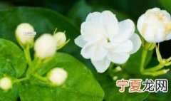 秋季怎样养茉莉花 该怎么养
