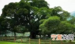 保护树的方法 如何有效的保护树木