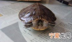 巴西龟饲养方法 巴西龟怎么饲养