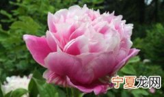 芍药种植方法 芍药怎么种植