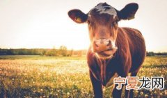 牛下水是什么部位 牛下水是什么