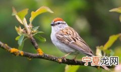 宠物鸟养殖方法 如何饲养宠物鸟