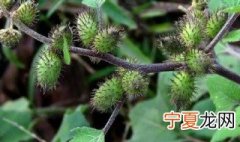 苍耳传播种子的方法 苍耳如何传播