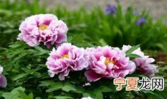 牡丹冬季防寒方法 牡丹冬季怎么防寒