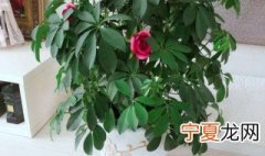 七叶莲的养殖方法 七叶莲怎么养