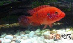 小型鱼仔养殖方法 鱼仔怎么养殖