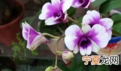 澳洲石斛的养殖方法 澳洲石斛的养殖方法介绍