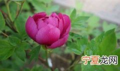牡丹浇水的方法 牡丹花的寓意