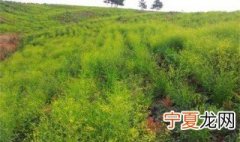 柴胡种植方法 柴胡种植方法简单介绍