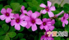 酢浆草的养殖方法和注意事项 酢浆草要这样养